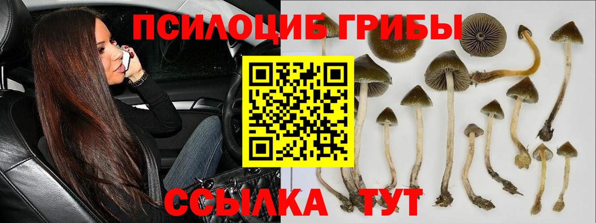 Галлюциногенные грибы Psilocybe  Вход с VPN  Чехов  как найти наркотики  Галлюциногенные грибы мухоморы 